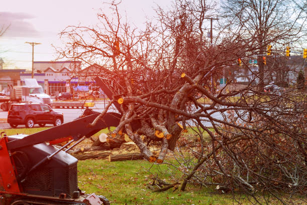 Amelia, LA Tree Services Company