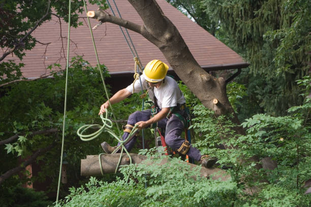 How Our Tree Care Process Works  in  Amelia, LA